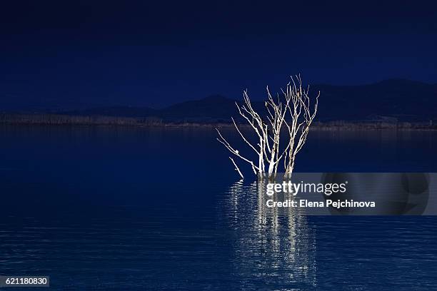 once upon a tree - underwater trees photos et images de collection