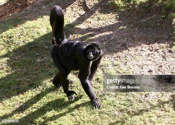 black headed spider monkey - black hairy spider photos et images de collection