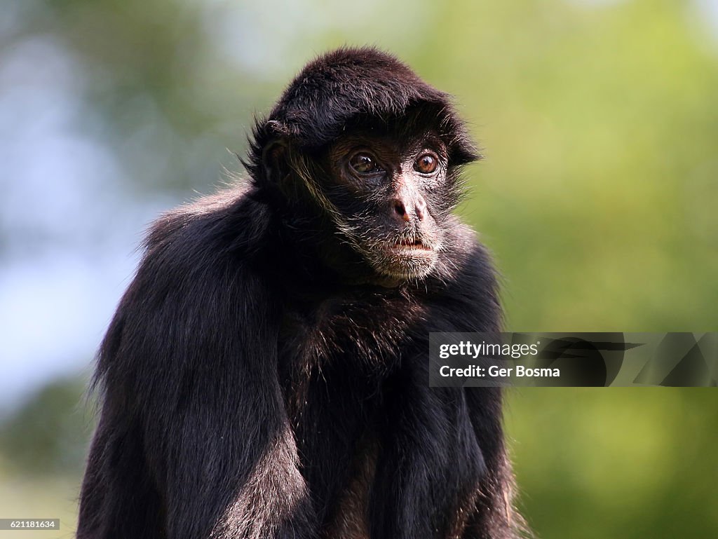 Black Headed Spider Monkey Portrait