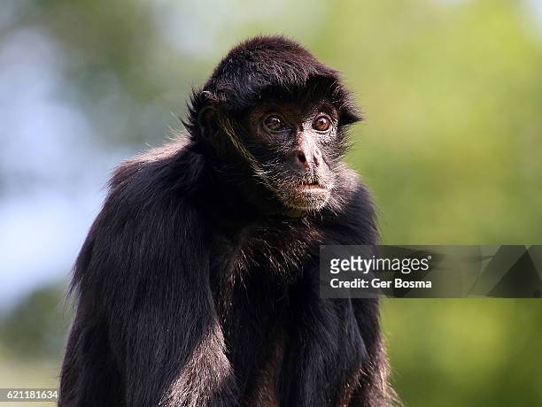 black headed spider monkey portrait - macaco aranha - fotografias e filmes do acervo