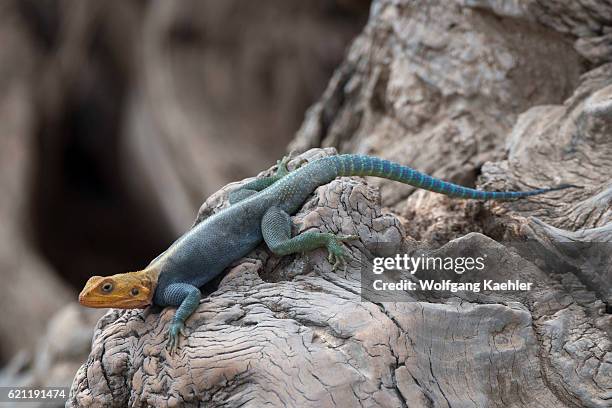 Male Agama lizard sitting on a tree trunk in Amboseli National Park, Kenya.