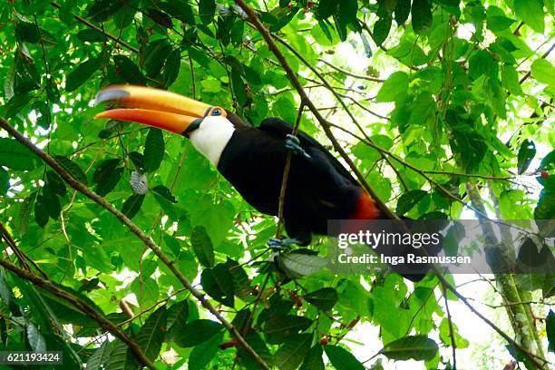 toucan, brazil - toucan stock pictures, royalty-free photos & images