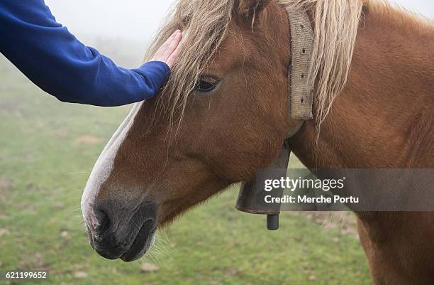 human hand caressing a horse - taming horse stock pictures, royalty-free photos & images