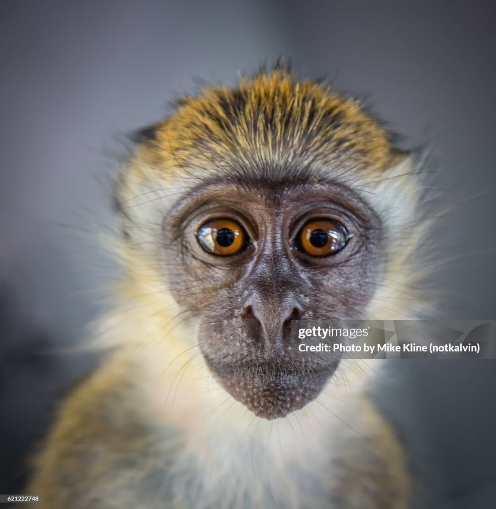 Monkey face