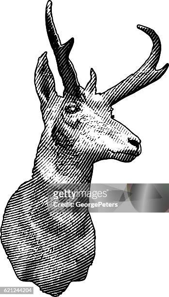 montierter pronghorn antilope head - antilope stock-grafiken, -clipart, -cartoons und -symbole