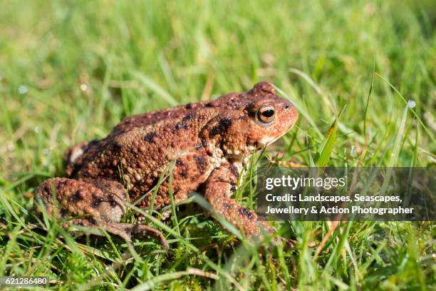 toad in the sun - common toad stock pictures, royalty-free photos & images