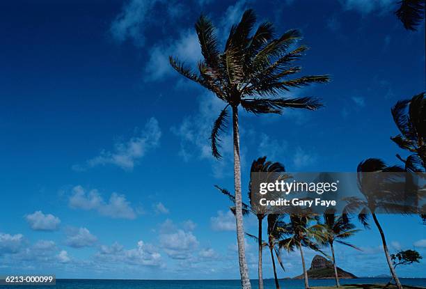 palms by sea - クアロア公園 ストックフォトと画像