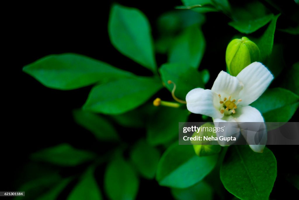 Jasmine flower