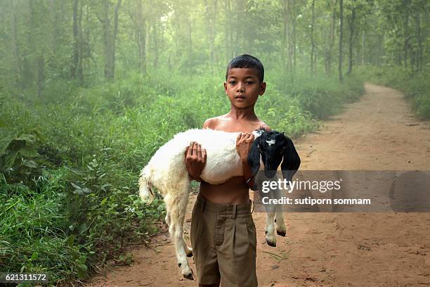 the boy and goat - tibetan muslim stock pictures, royalty-free photos & images