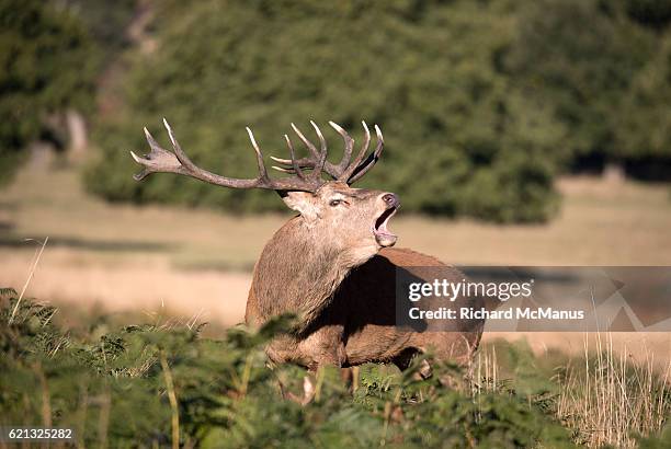 red deer bugling at richmond park. - bugle stock pictures, royalty-free photos & images