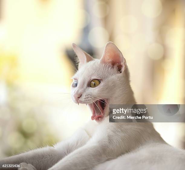18,905 Bad Cat Stock Photos, High-Res Pictures, and Images - Getty Images