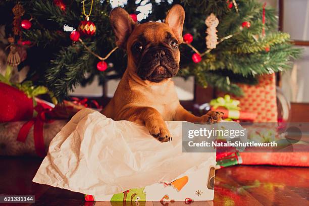 french bulldog puppy sitting in a gift box in front of a christmas tree - fransk bulldogg bildbanksfoton och bilder
