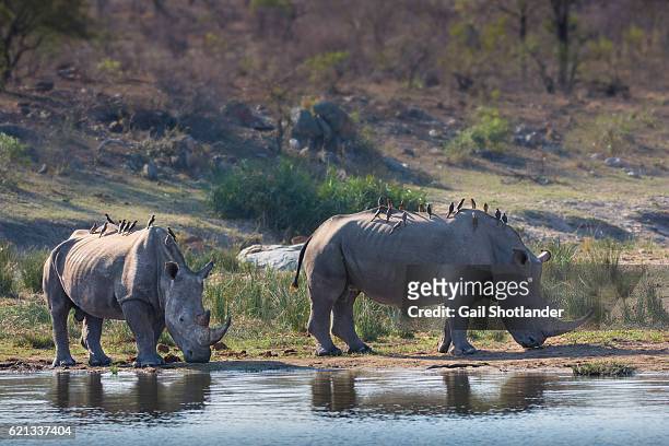 two white rhinos with oxpeckers - rhinos stock pictures, royalty-free photos & images