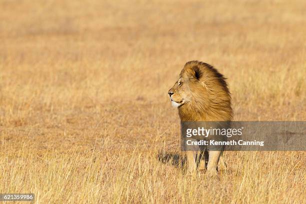 4,794 Lion Standing Photos and Premium High Res Pictures - Getty Images