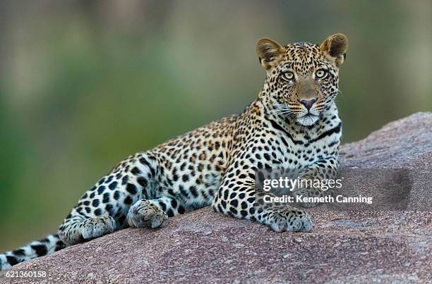 leopard in serengeti nationalpark, tansania afrika - african leopard stock-fotos und bilder