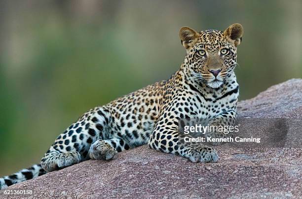 leopard in serengeti national park, tanzania africa - leopard stock pictures, royalty-free photos & images