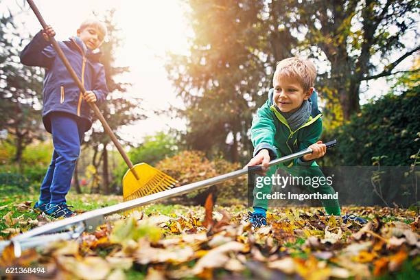 cute little boys raking autumn leaves - young leafs stockfoto's en -beelden