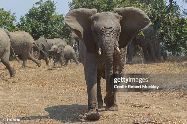 elephant charge - animals charging stock pictures, royalty-free photos & images