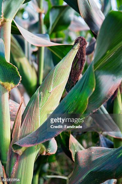 corn plant with spike - fotografia imagem fotografías e imágenes de stock