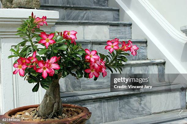 desert rose bonsai tree and marble staircase bangkok thailand - desert rose bonsai stock pictures, royalty-free photos & images