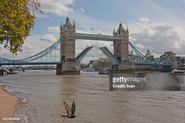 tower bridge lifting, open with boat and bird under blue sky, london, england, uk - bascule bridge stock pictures, royalty-free photos & images