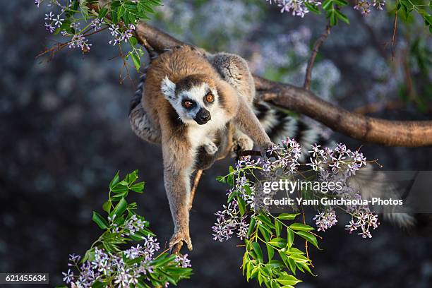 ring tailed lemur, catta, in the anja community reserve, ambalavao, madagascar - madagascar stock-fotos und bilder