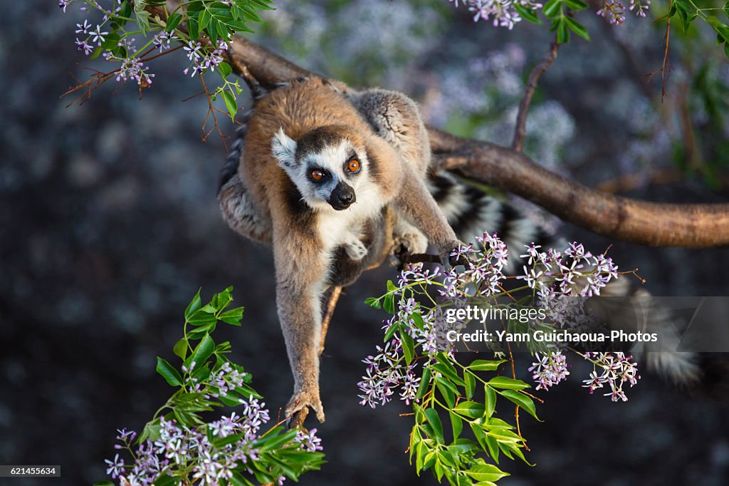 Ring Tailed lemur, catta, in the Anja Community reserve, Ambalavao, Madagascar