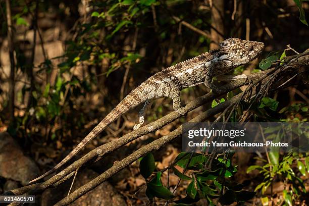 chameleon, anja community reserve, ambalavao, madagascar - east african chameleon stock pictures, royalty-free photos & images