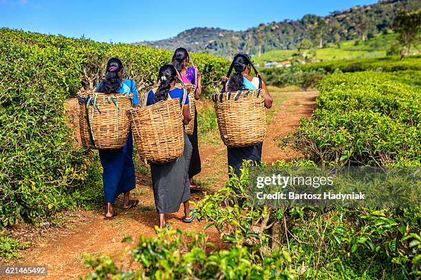 tamil mulheres passagem plantation perto nuwara eliya, ceylon - tamil imagens e fotografias de stock