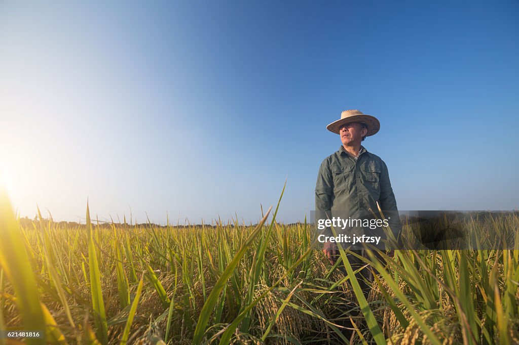 Old man standing in the ripe rice in autumn