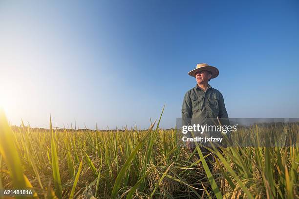 old man standing in the ripe rice in autumn - paddy field stock pictures, royalty-free photos & images