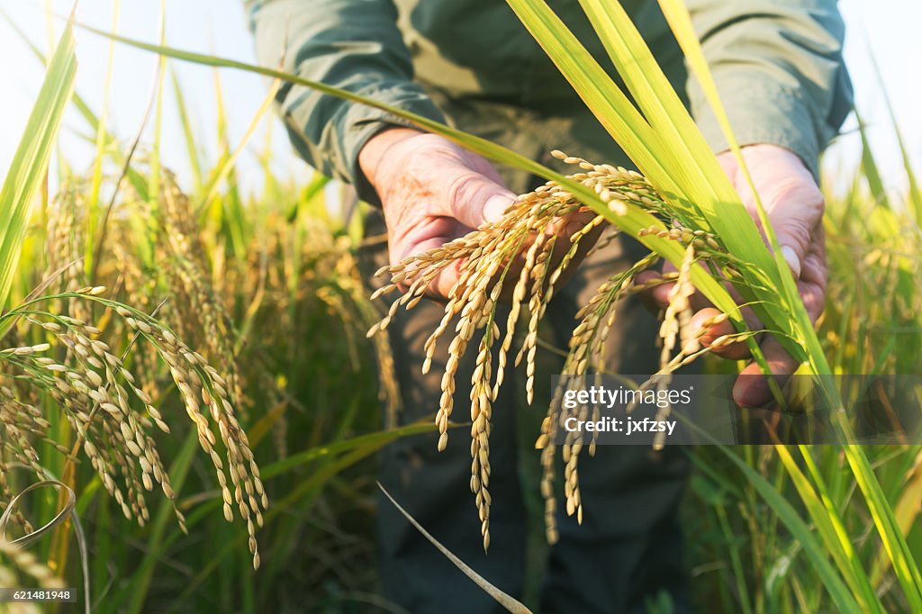 Old man checking ripe rice in autumn