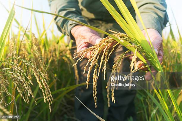 old man checking ripe rice in autumn - rice paddy stock pictures, royalty-free photos & images