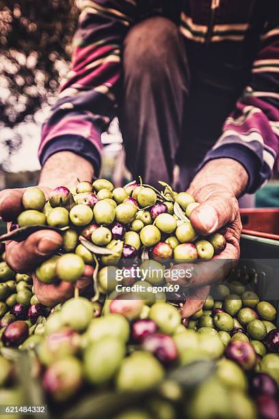 tenendo la frutta d'oliva - oliva foto e immagini stock
