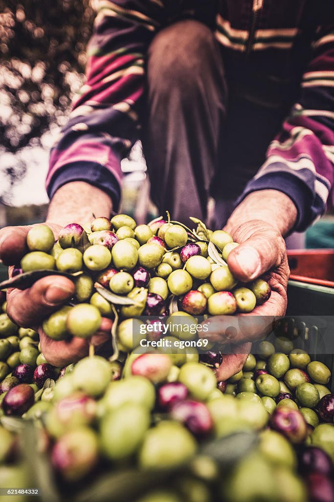 Holding the olive fruit