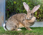 Brown Flemish Giant Rabbit in the Garden