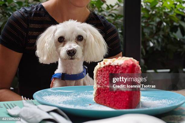 hungry dog in front of a piece of cake - kid face dog lick fotografías e imágenes de stock