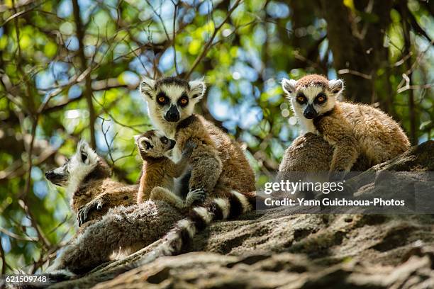 ring tailed lemur, catta, in the isalo national park, madagascar - maki stock-fotos und bilder