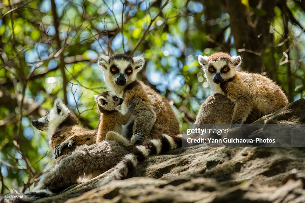 Ring Tailed lemur, catta, in the Isalo national park, Madagascar
