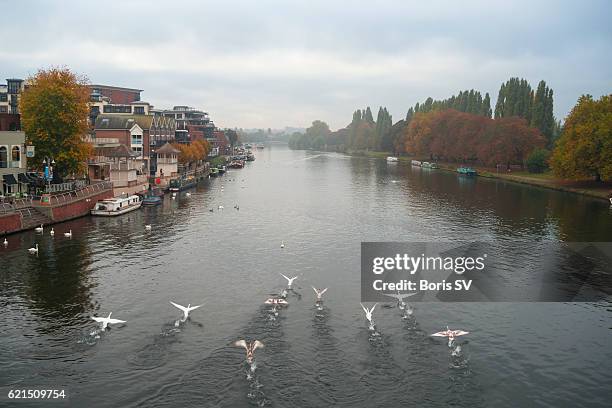 thames river in kingston-upon-thames, swans taking off - kingston upon thames stock-fotos und bilder