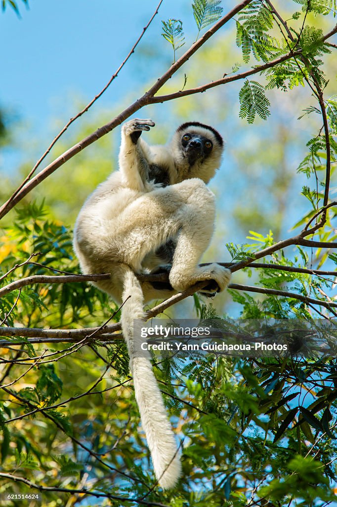 Propithecus Spp Propithecus Verreaux Verreauxs Sfaka In The Isalo National Park ...