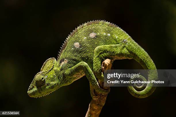 chameleon, madagascar - chameleon stockfoto's en -beelden