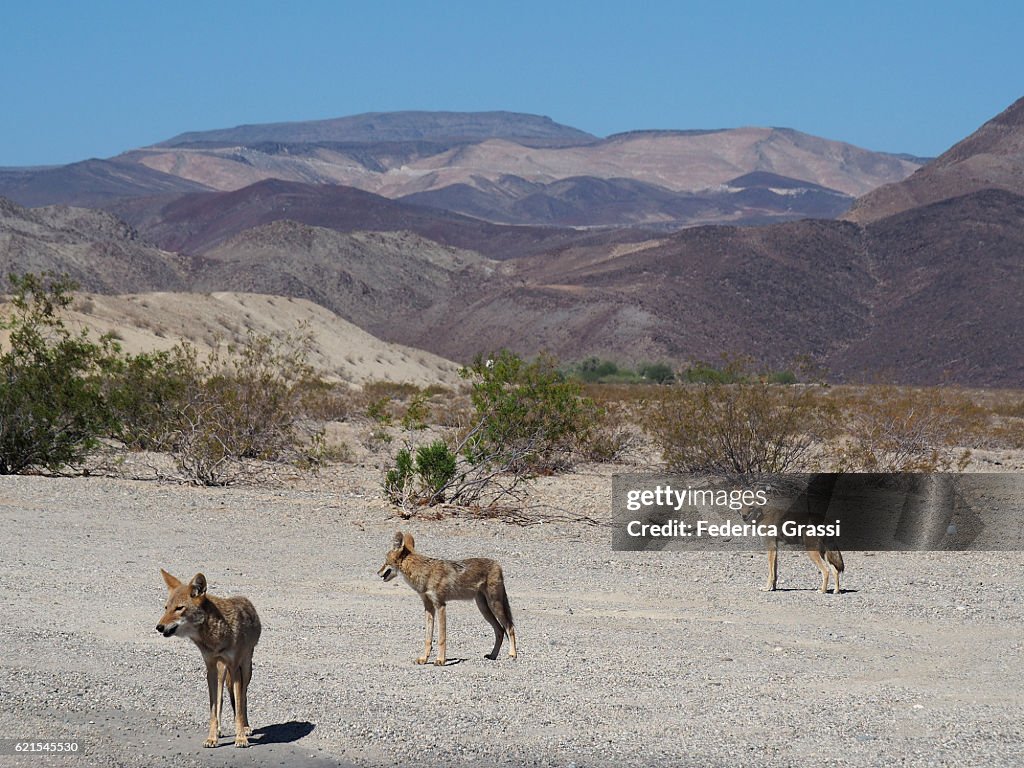 Three Coyotes Along The Road In Death Valley National Park, California