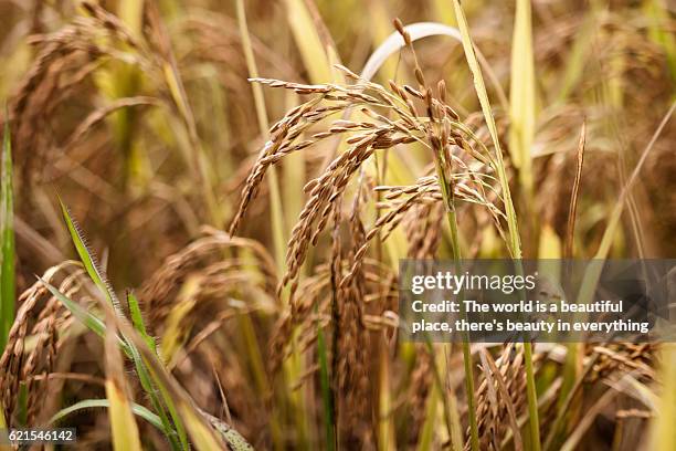 53 Goa Rice Fields Stock Photos, High-Res Pictures, and Images - Getty ...
