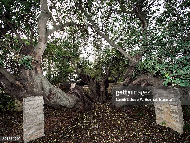 Carob Tree Roots One Tree Roots Fotografías e imágenes de stock - Getty Images
