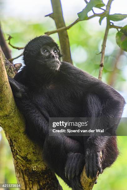 black-headed spider monkey sitting in a tree. - black headed spider monkey stock pictures, royalty-free photos & images