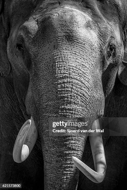 elephant with large tusks close up in black and white - elephant eyes 個照片及圖片檔