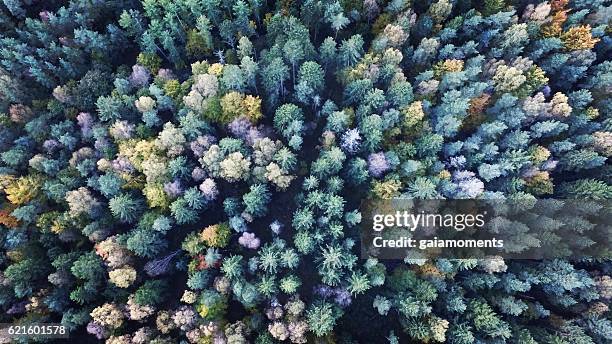 conifers - forest denmark stock pictures, royalty-free photos & images