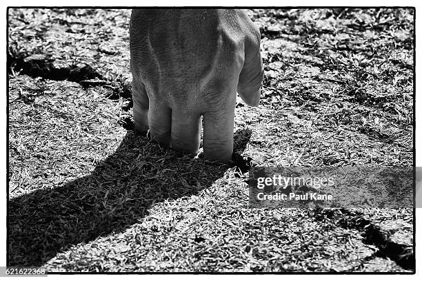 An umpire inspects cracks in the pitch before start of play during day five of the First Test match between Australia and South Africa at the WACA on...