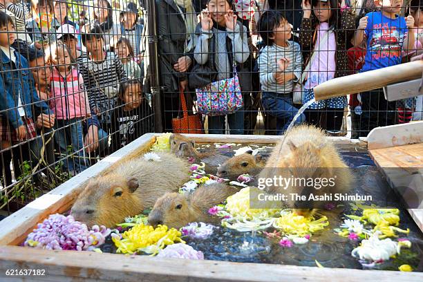 Spring Capybara Capybara Hot Spring Photos and Premium High Res Pictures - Getty Images
